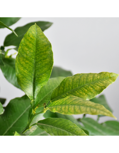 AGRUMI BERGAMOTTO diametro vaso 20 CESPUGLIO h 90 cm