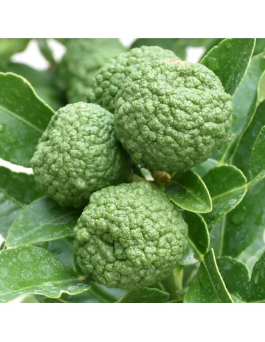 AGRUMI HYSTRIX COMBAVA diametro vaso 20 ALBERELLO h 90 cm