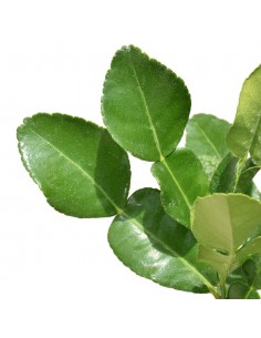 AGRUMI HYSTRIX COMBAVA diametro vaso 20 ALBERELLO h 90 cm 2