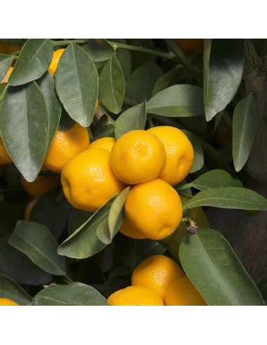 AGRUMI CALAMONDINO diam vaso 20 CESPUGLIO h 90 cm