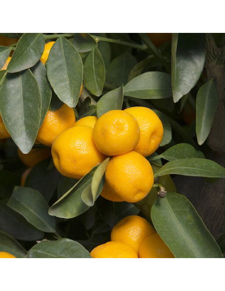 AGRUMI CALAMONDINO diam vaso 20 CESPUGLIO h 90 cm