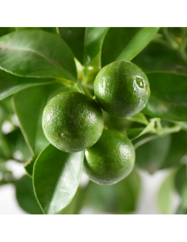 AGRUMI CALAMONDINO diam vaso 20 CESPUGLIO h 90 cm