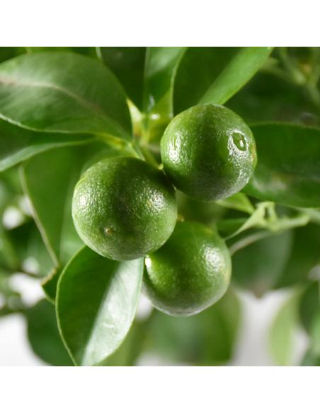 AGRUMI CALAMONDINO diam vaso 20 CESPUGLIO h 90 cm