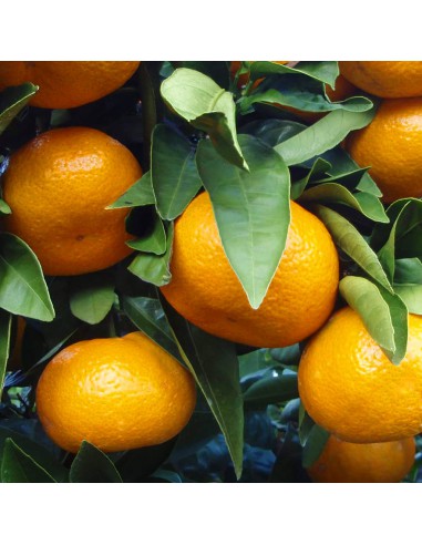 AGRUMI CLEMENTINO diametro vaso 20 CESPUGLIO h 90 cm