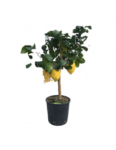 AGRUMI	LIMONE diametro vaso 20 ALBERELLO h 90 cm