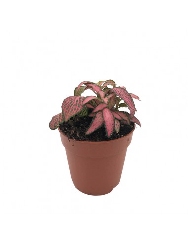 FITTONIA MOSAIC PINK FOREST FLAME Diametro vaso dal 6 al 8.5 Cm