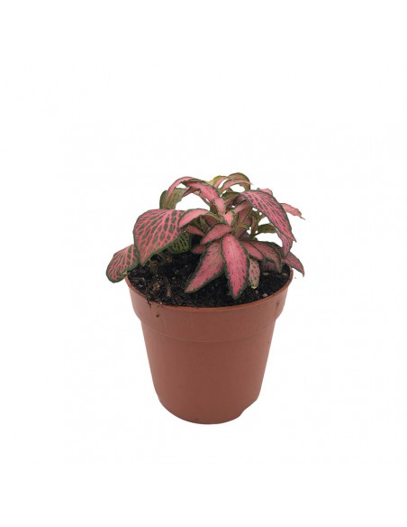 FITTONIA MOSAIC PINK FOREST FLAME Diametro vaso dal 6 al 8.5 Cm