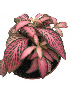 FITTONIA MOSAIC PINK FOREST FLAME Diametro vaso dal 6 al 8.5 Cm 2
