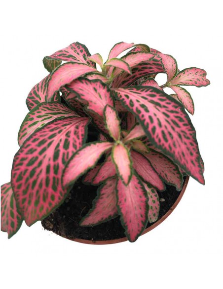 FITTONIA MOSAIC PINK FOREST FLAME Diametro vaso dal 6 al 8.5 Cm