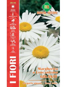 SEMI MARGHERITINA O LEUCANTEMO GIGANTE