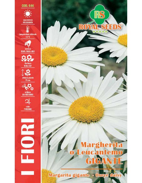 MARGHERITINA O LEUCANTEMO GIGANTE