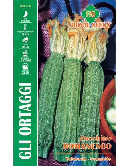 SEMI ZUCCHINO ROMANESCO Forma conica e gusto delicato
