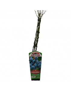 MIRTILLO GIGANTE MATURAZIONE MEDIA diametro vaso 12 ALTO 2