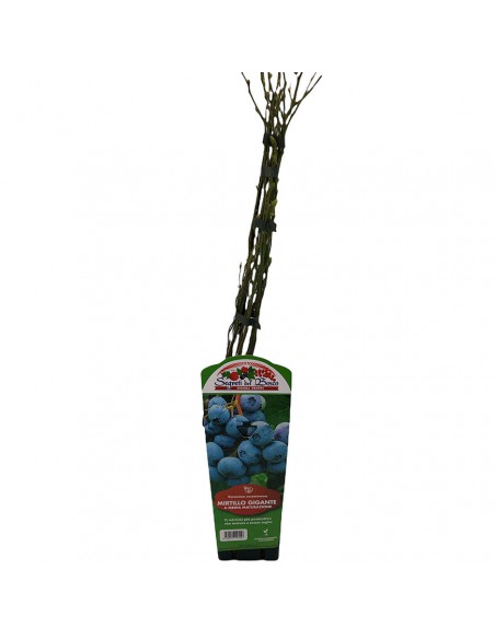 MIRTILLO GIGANTE MATURAZIONE MEDIA diametro vaso 12 ALTO