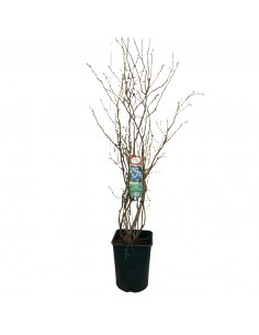 MIRTILLO GIGANTE MATURAZIONE MEDIA  ALTEZZA. 100 CM 2