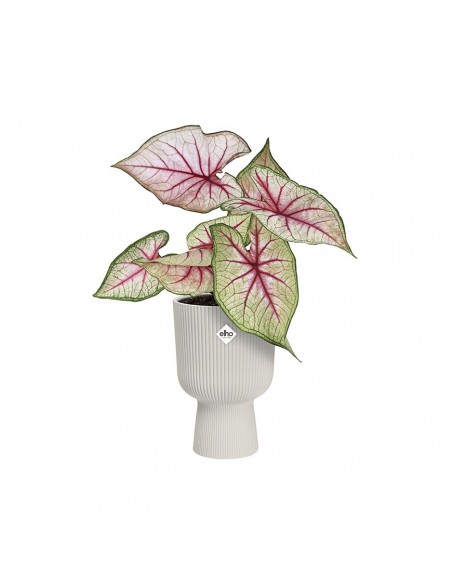 VASO A COPPA VIBES FOLD - ELHO COLORE BIANCO 14 CM