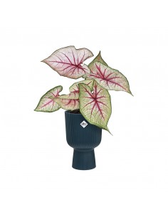 VASO A COPPA VIBES FOLD - ELHO COLORE BLU 14 CM 2