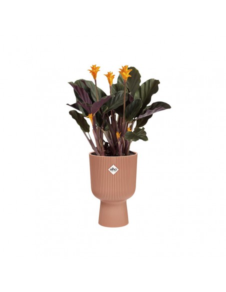 VASO A COPPA VIBES FOLD - ELHO COLORE ROSA 14 CM