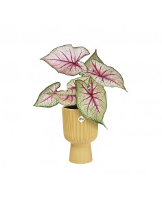 VASO A COPPA VIBES FOLD - ELHO COLORE GIALLO 14 CM 2