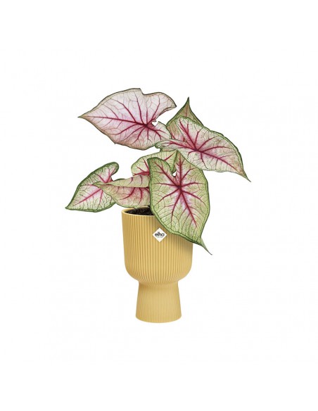 VASO A COPPA VIBES FOLD - ELHO COLORE GIALLO 14 CM