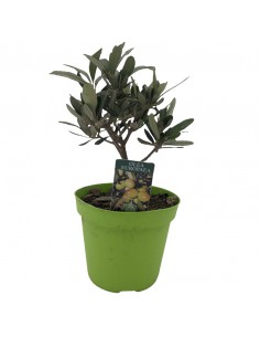 OLIVO "OLEA EUROPEA" CESPUGLIO diametro vaso 12 cm