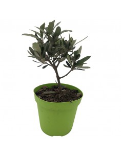 OLIVO "OLEA EUROPEA" CESPUGLIO diametro vaso 12 cm 2