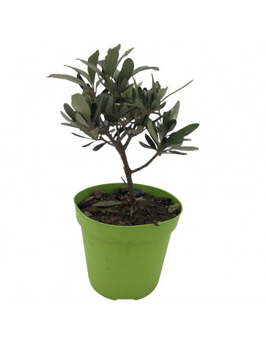 OLIVO "OLEA EUROPEA" CESPUGLIO diametro vaso 12 cm