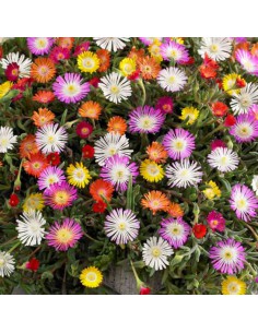 DELOSPERMA BASUTICUM MIX diametro vaso 12 cm