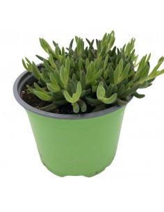 DELOSPERMA BASUTICUM MIX diametro vaso 12 cm 2