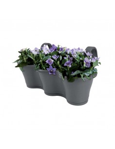 FIORIERA DA RINGHIERA TRIO VASO CORSICA - CILIEGIA 2