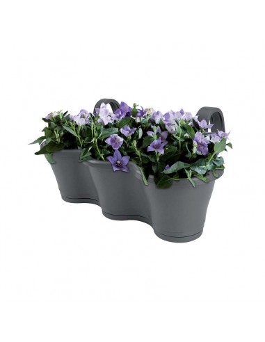 FIORIERA DA RINGHIERA TRIO VASO CORSICA - CILIEGIA