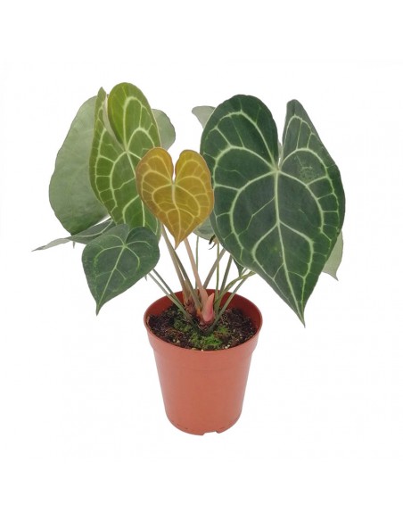 ANTHURIUM 'CLARINERVIUM' diametro vaso 17 cm