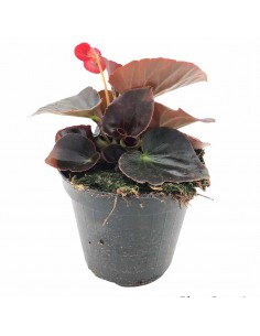 BEGONIA BIG vaso diametro 14 cm