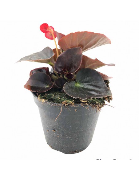BEGONIA BIG vaso diametro 14 cm