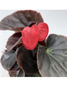 BEGONIA BIG vaso diametro 14 cm 2