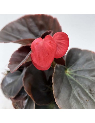 BEGONIA BIG vaso diametro 14 cm