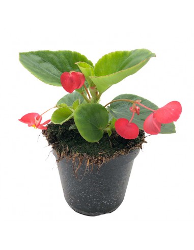 Begonia Dragon Wing Ø 14 cm: Fioritura Infinita e Resistente