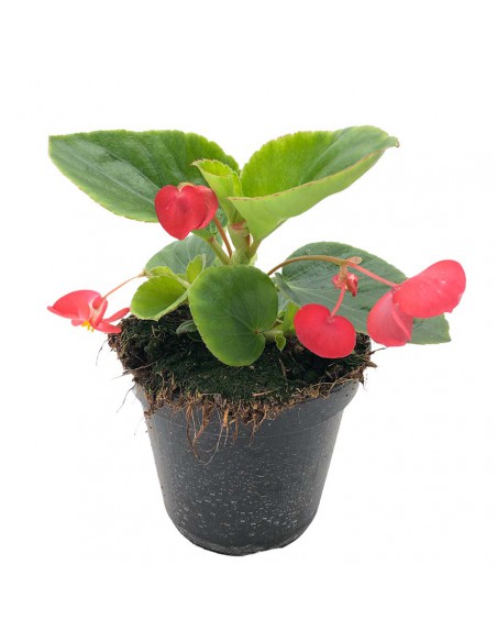 Begonia Dragon Wing Ø 14 cm: Fioritura Infinita e Resistente