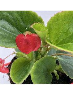BEGONIA DRAGON vaso diametro 14 cm 2
