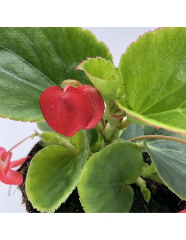 Begonia Dragon Wing Ø 14 cm: Fioritura Infinita e Resistente