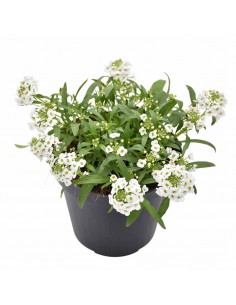 LOBULARIA Diametro vaso 14 cm