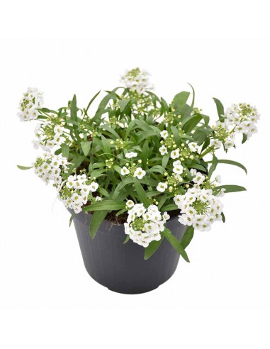 Lobularia Ø 14 cm: Una Nuvola Fiorita e Profumata di Miele