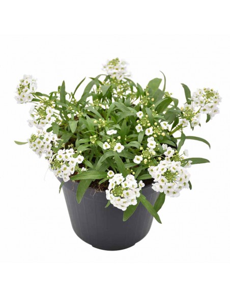 Lobularia Ø 14 cm: Una Nuvola Fiorita e Profumata di Miele