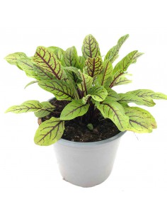 ACETOSA ROSSA vaso diametro 14 cm 2