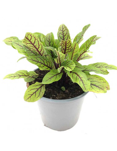 ACETOSA ROSSA vaso diametro 14 cm