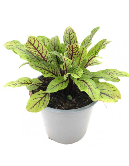 ACETOSA ROSSA vaso diametro 14 cm