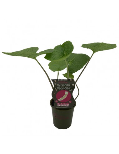 Pianta di Wasabi Ø 12 cm: Coltiva il Vero Oro Verde a Casa