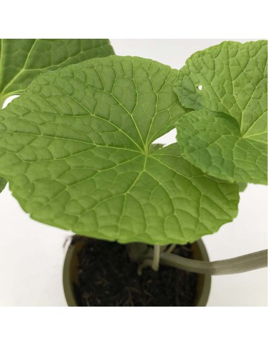 Pianta di Wasabi Ø 12 cm: Coltiva il Vero Oro Verde a Casa