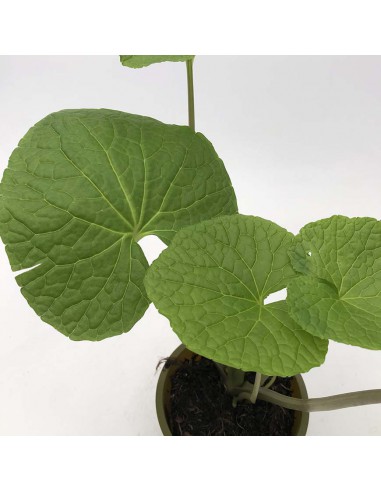 Pianta di Wasabi Ø 12 cm: Coltiva il Vero Oro Verde a Casa