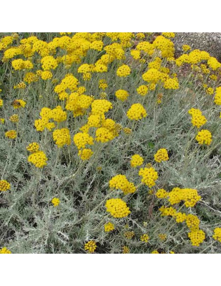 HELICHRYSUM ITALICUM Vaso diametro 14 cm